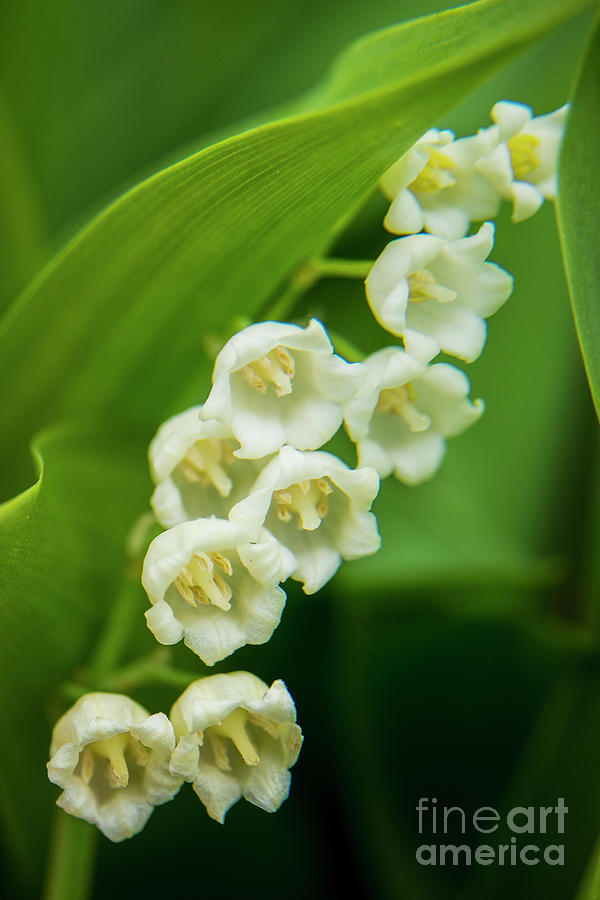 Lilly of the Valley Photograph by Alana Ranney