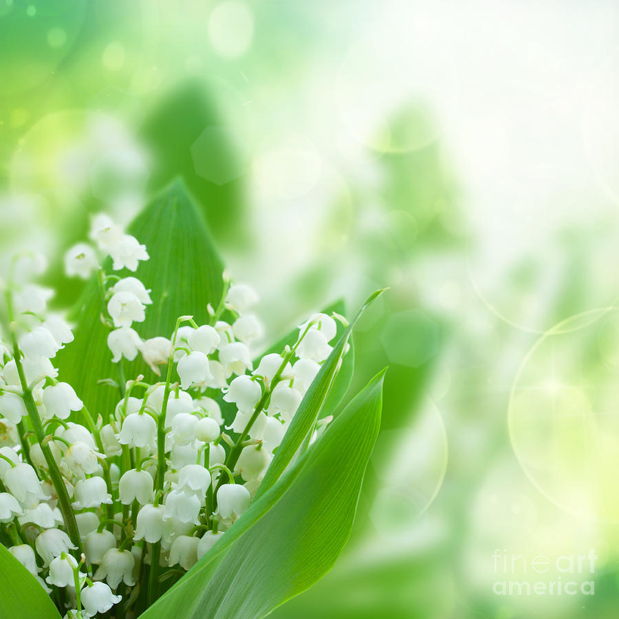 lilly of the Valley  Photograph by Anastasy Yarmolovich
