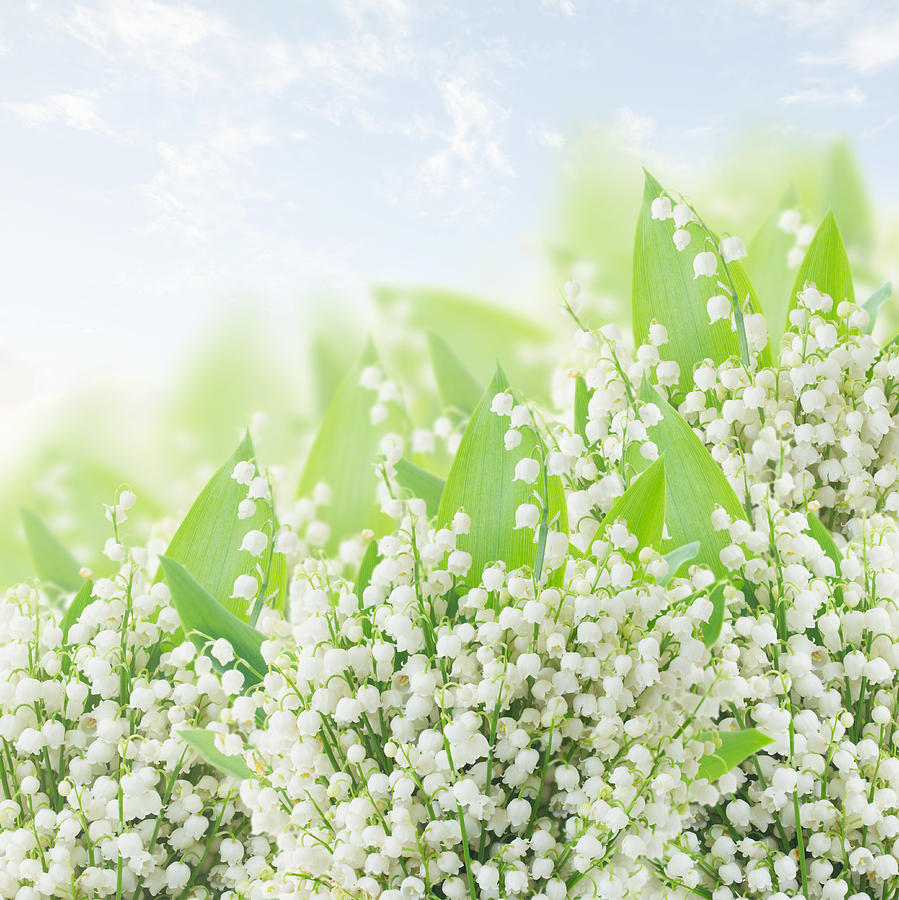 Lilly of the Valley and Blue Sky Photograph by Anastasy Yarmolovich