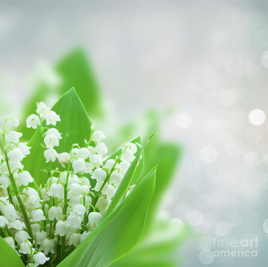 Lilly of the Valley Bouquet  Photograph by Anastasy Yarmolovich