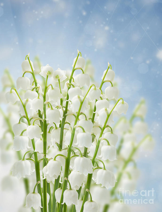 Lilly of the Valley Flowers Photograph by Anastasy Yarmolovich