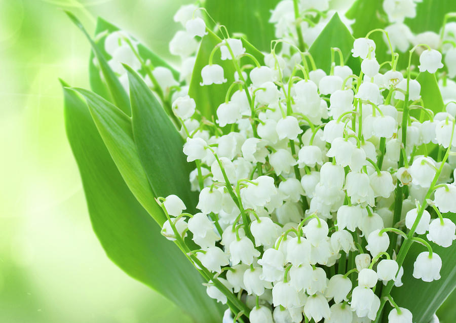 Lilly of the Valley Flowers Close up Photograph by Anastasy Yarmolovich