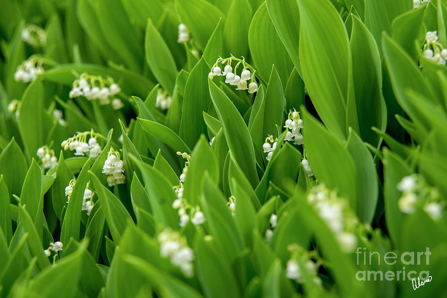 Lilly of the Valley  II Photograph by Alana Ranney