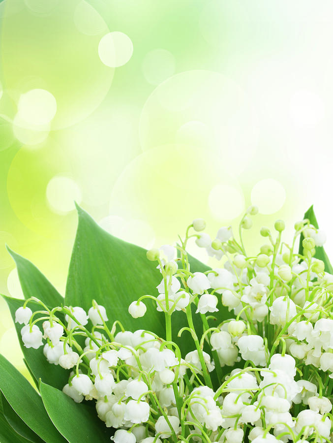 Lily Photograph - lilly of the Valley on Green by Anastasy Yarmolovich