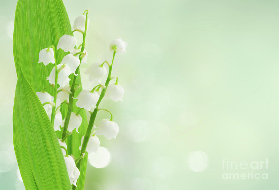 Lilly Of The Valley In Blue Mist Photograph