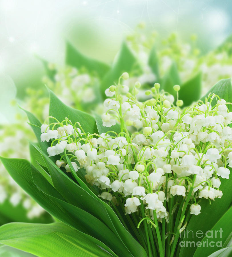 Lilly of the Valley II Photograph by Anastasy Yarmolovich
