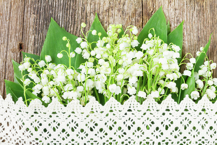 Lilly Of Valley With Lace Photograph