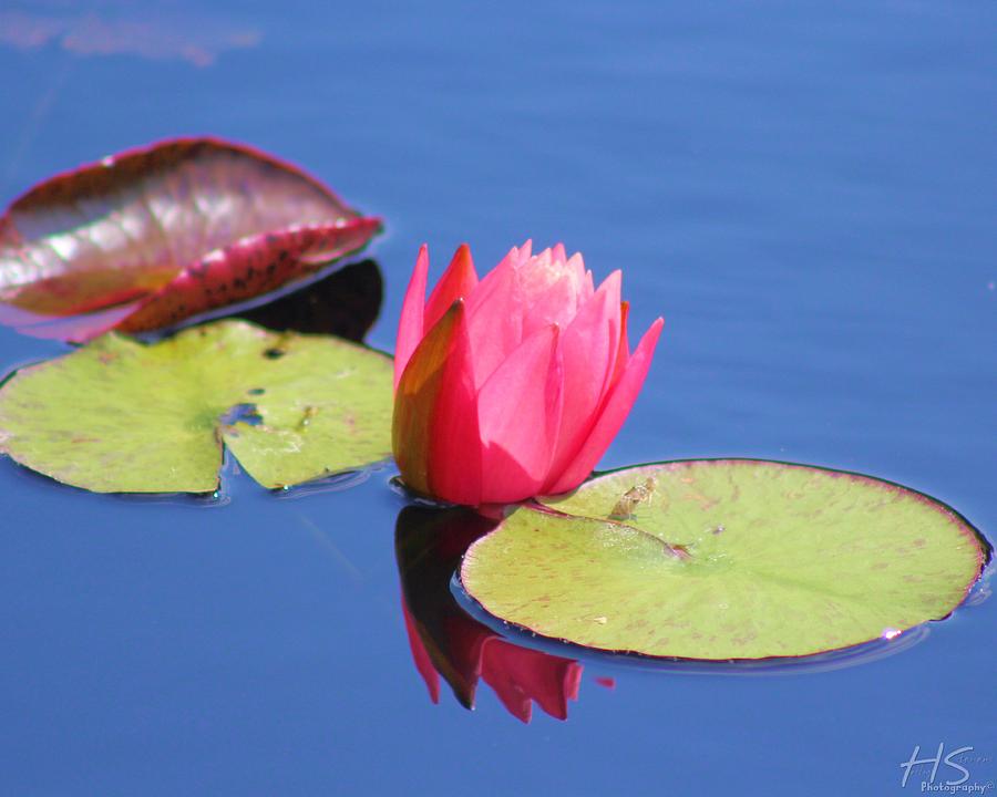 Lilly Pad Photograph by Holly Stevens Fine Art America