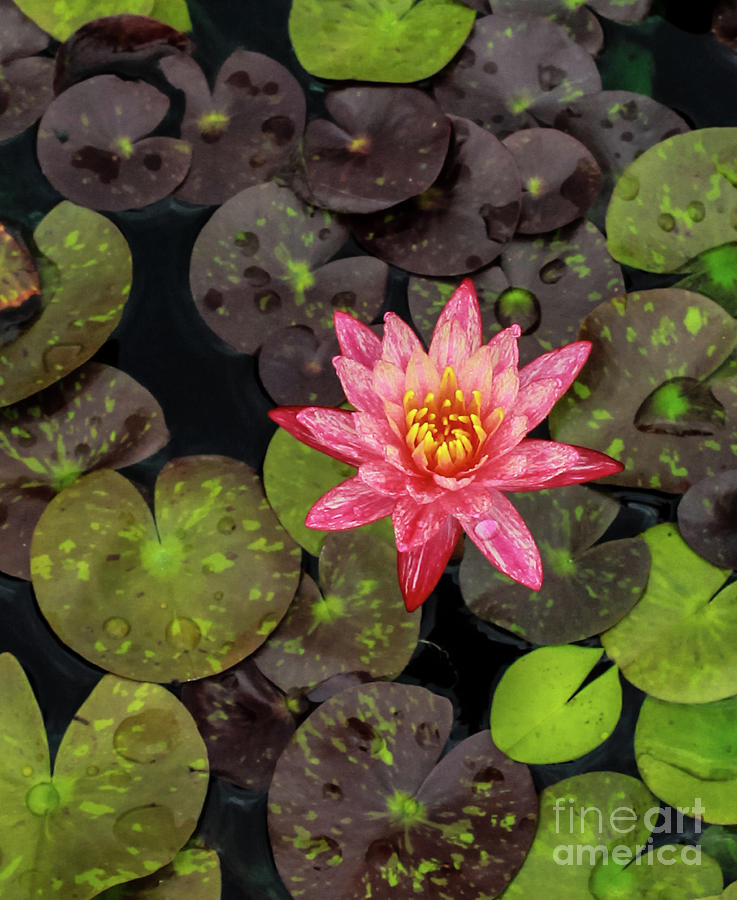 Flower Photograph - Lilly Pad, Red Lilly by Toma Caul