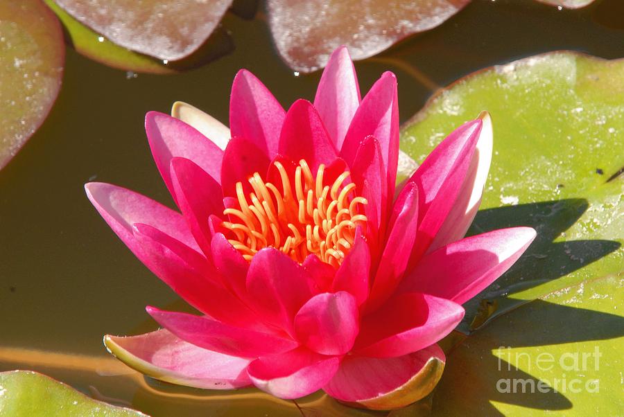 Flowers Still Life Photograph - Lilly Pad with Bloom by Dennis Hammer