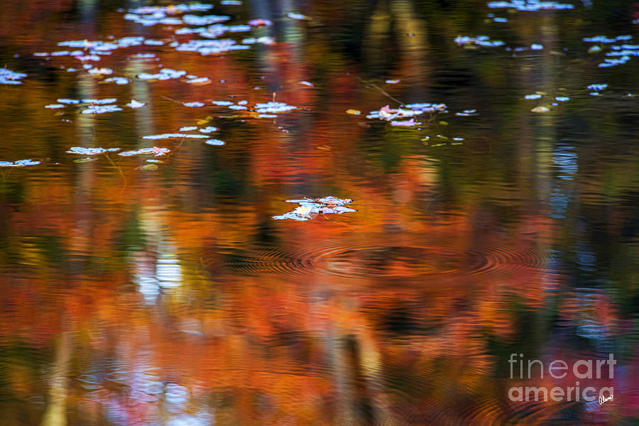 Abstract Photograph - Lilly Pads by Alana Ranney