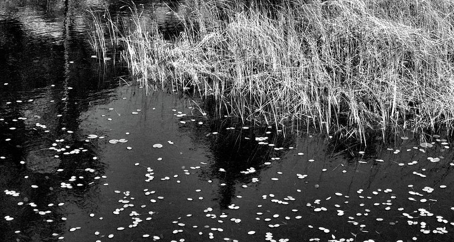 Lilly Pads and Grass BW 2  Photograph by Lyle Crump