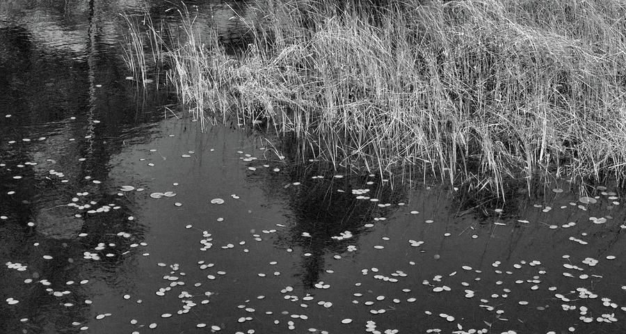 Lilly Pads and Grass BW  Photograph by Lyle Crump