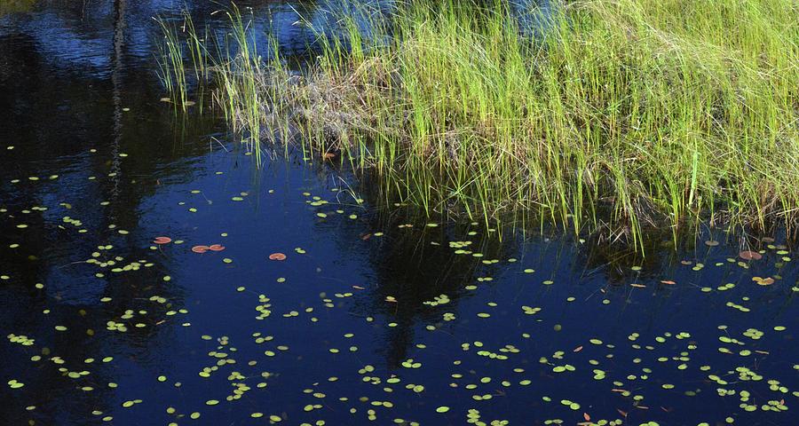 Lilly Pads and Grass  Photograph by Lyle Crump