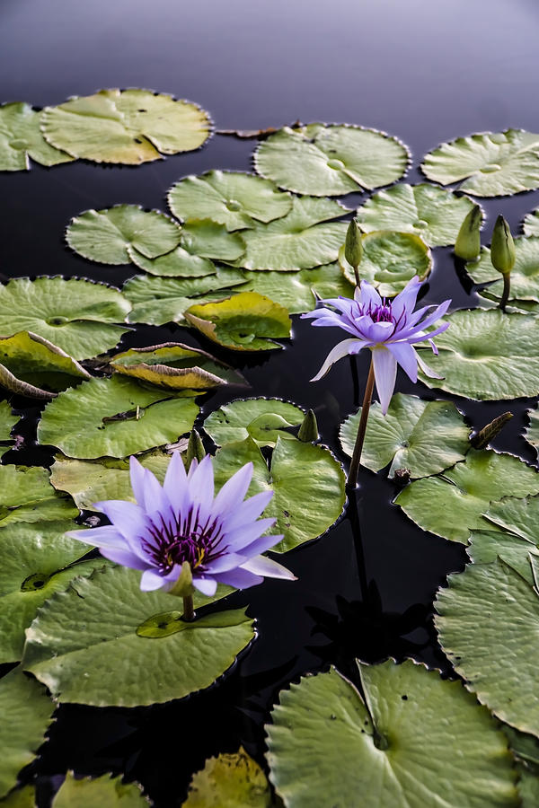 Lilly Pads and purple flowers  Photograph by Sven Brogren
