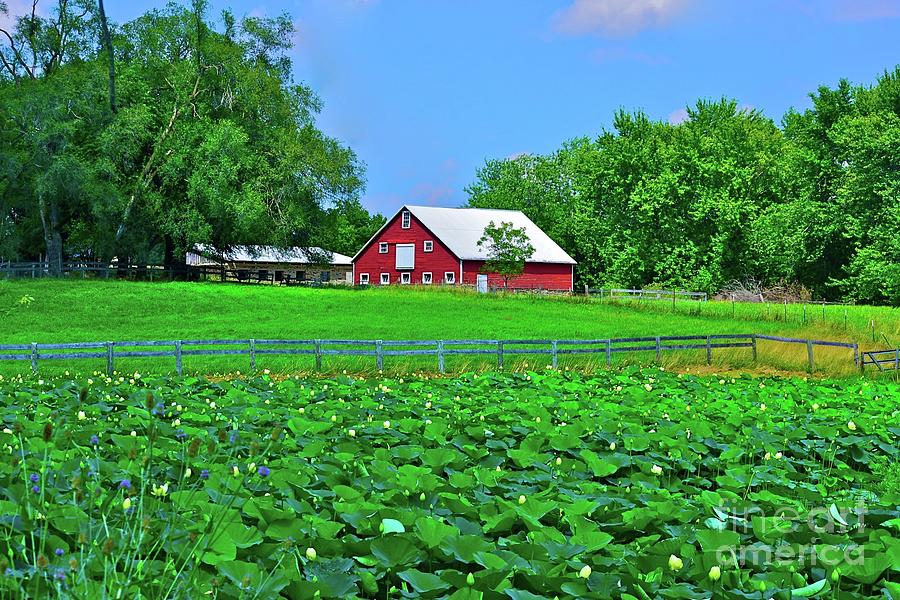Lilly Pad Farm Photograph by Tracy Rice Frame Of Mind