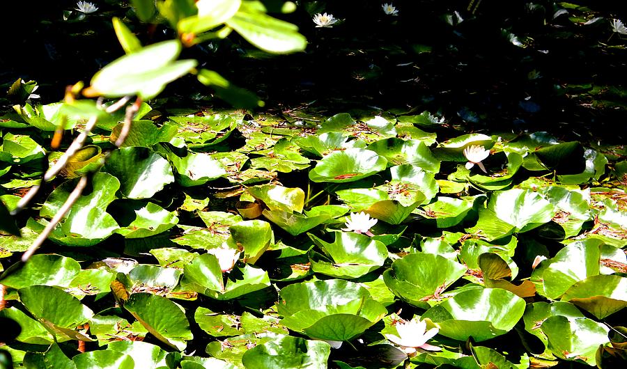 Lilly Pads Photograph by Brian Sereda