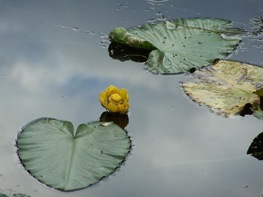 Lilly Pads Photograph by Gene Ritchhart