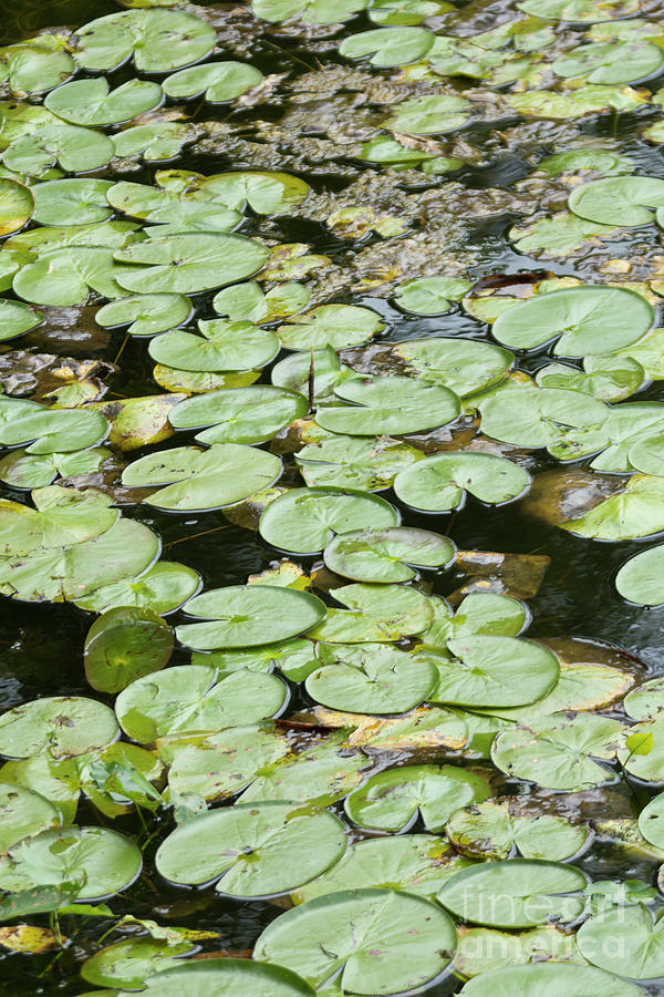 Lilly Pads Lake Photograph by Ezume Images - Fine Art America