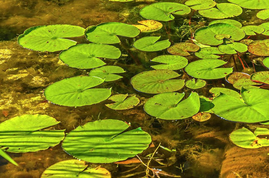 Lilly Pods in Pond Photograph by Lonnie Paulson
