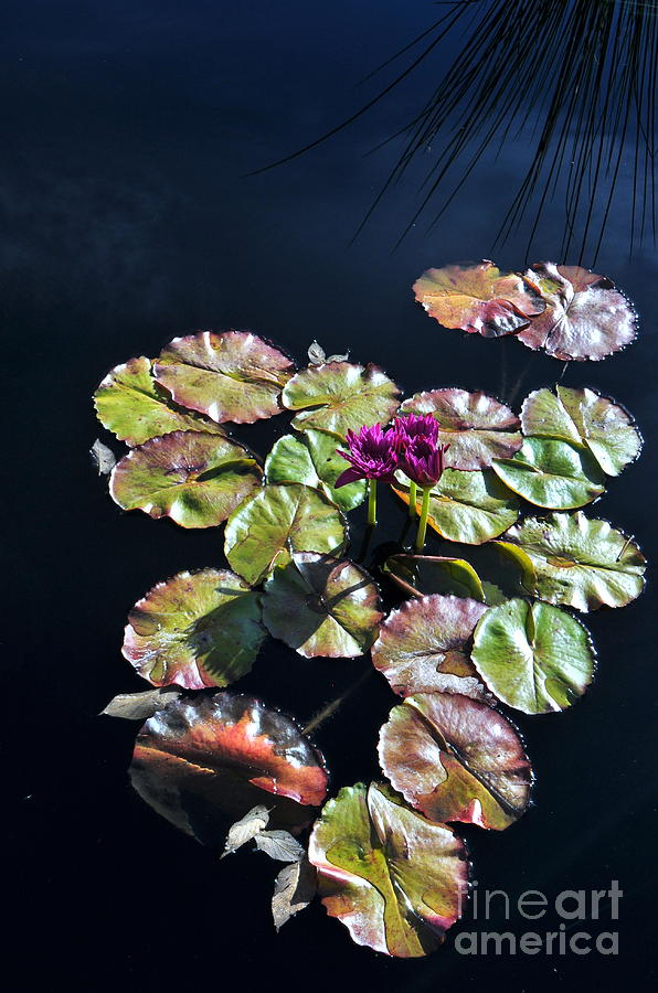 Flower Photograph - Lilly Pond Beauty by Anjanette Douglas