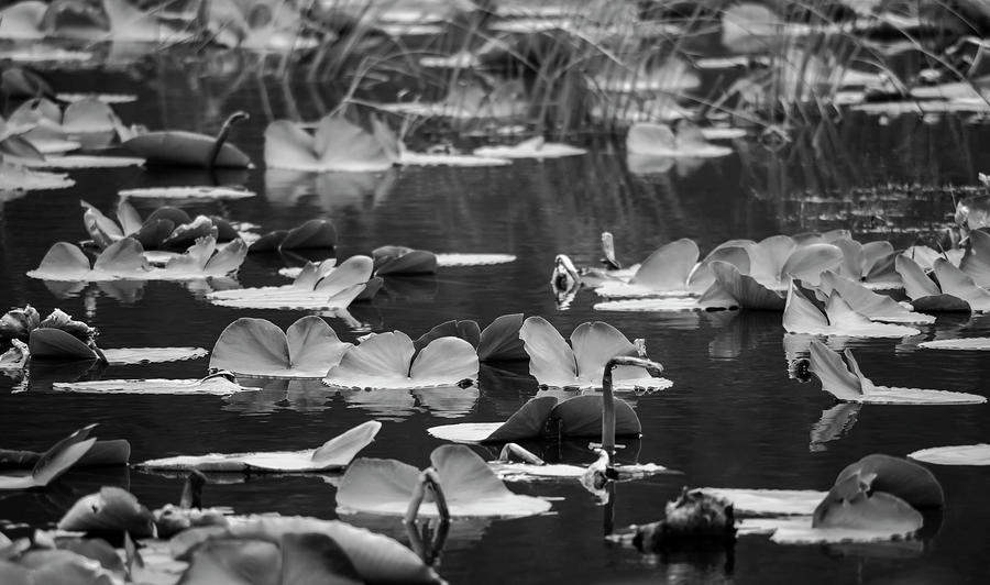 Lilly Pond  Photograph by Steven Clark