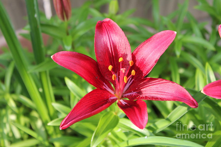Flower Photograph - Lilly by Sheri Simmons
