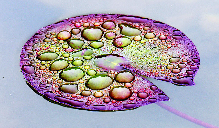 Lillypad Digital Art by Robert Meanor