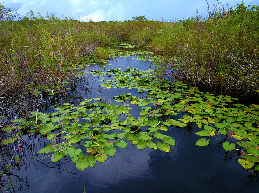 LillyPads in the Everglades Photograph by Tammy Chesney