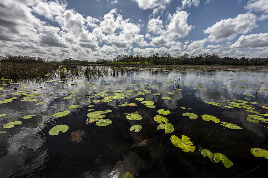 Lillypads of the Water Photograph by Jon Glaser