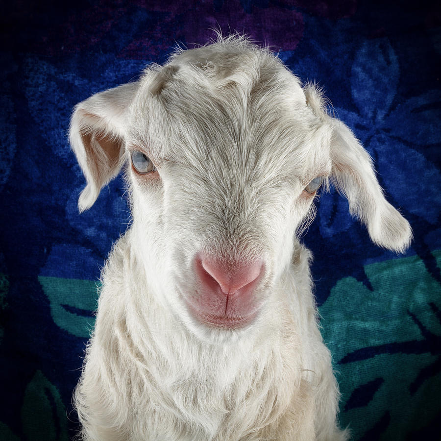 Goat Photograph - Lilo Is Not Impressed. by TC Morgan