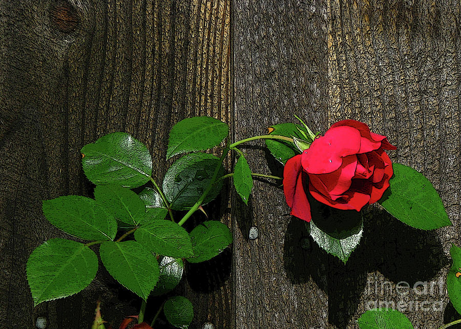 Lilting Rose Photograph by Deborah Johnson