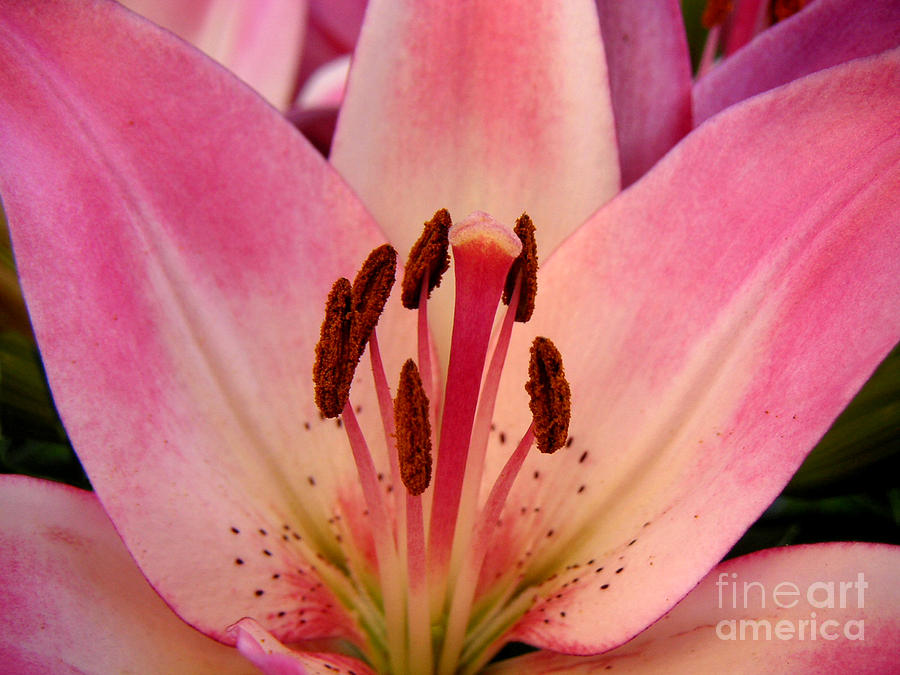 Nature Photograph - Lily - An Intimate View by Lucyna A M Green