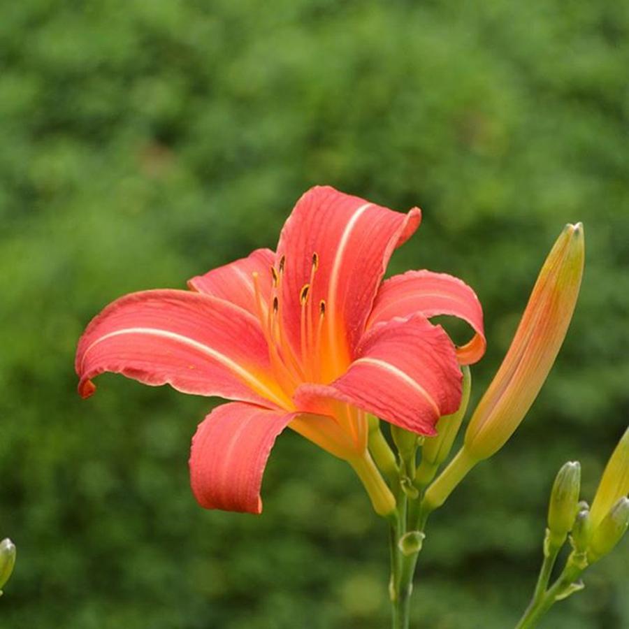 Summer Photograph - Lily  by Eve Tamminen