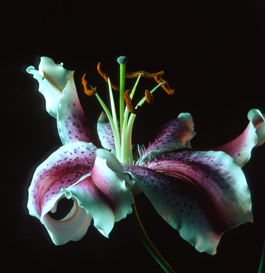 Lily 1 Photograph by Bruce Gilbert - Fine Art America