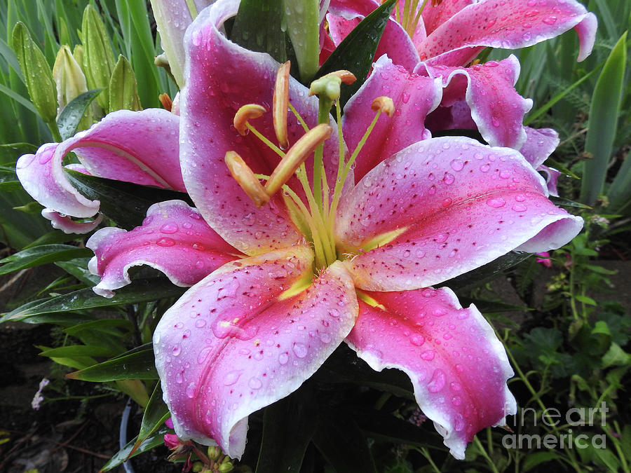 Lily - After the Raindrops Photograph by Scott Cameron