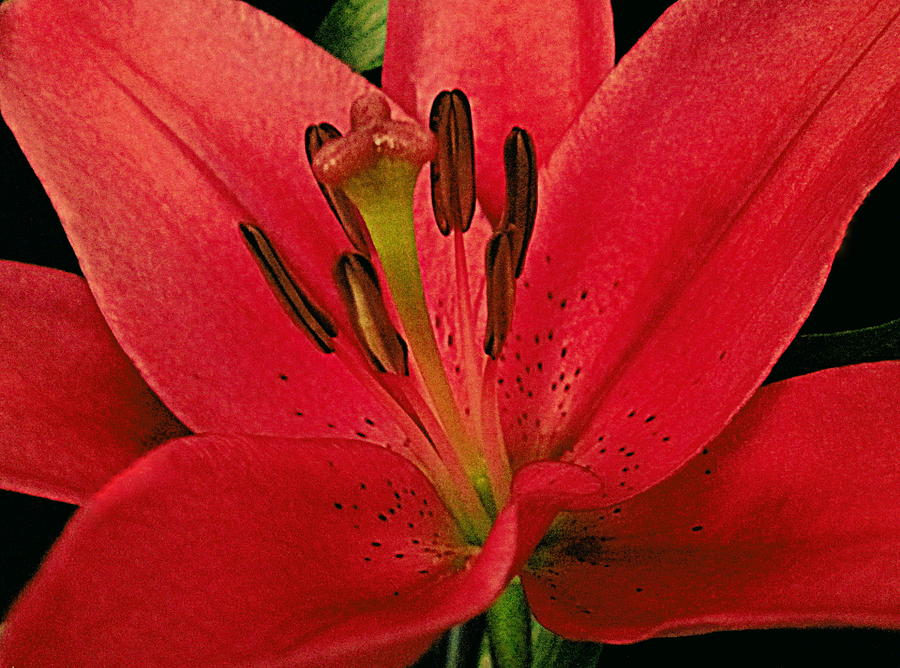 Flower Photograph - Lily 2 by Bonita Brandt