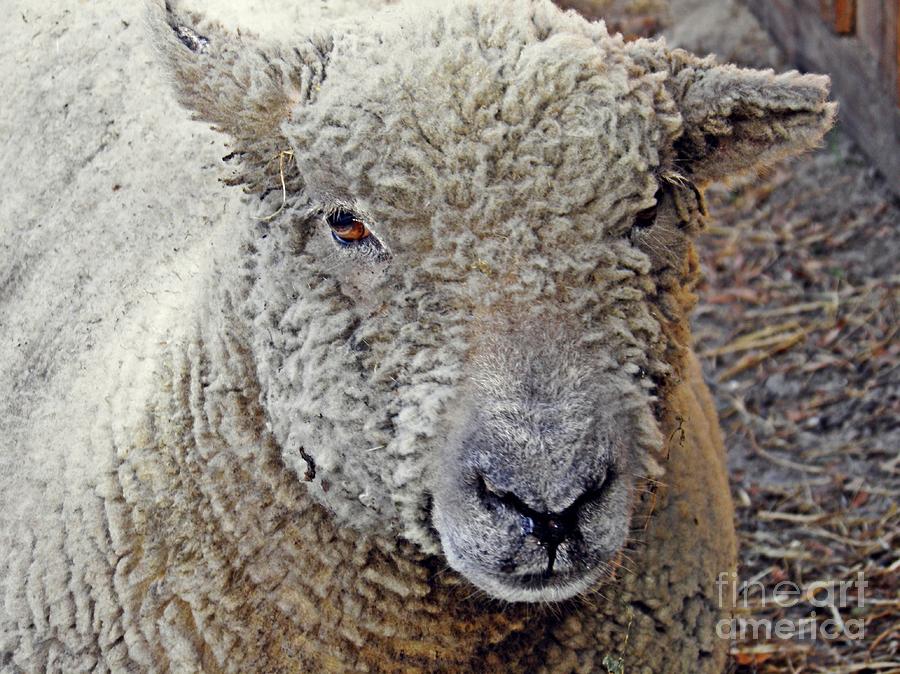 Sheep Photograph - Lily 2 by Sarah Loft