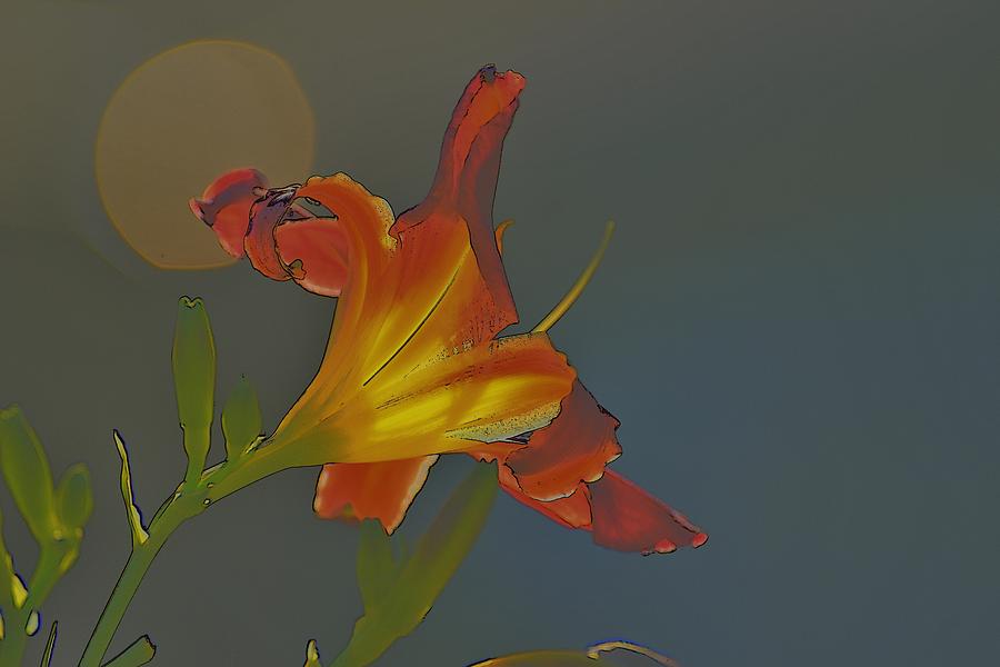 Lily Abstract Dark Background Bright Flower Digital Art