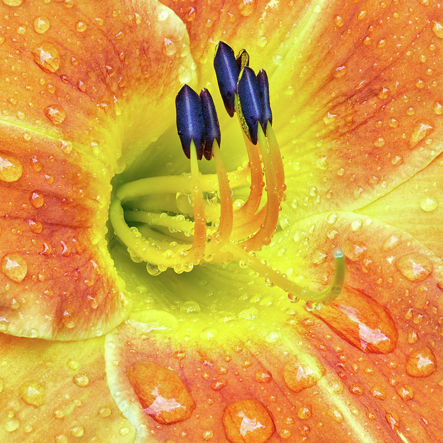 Lily After A Rain Photograph by Jim Hughes