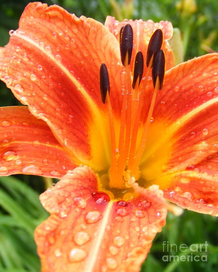 Lily After the Rain Photograph by Lila Fisher-Wenzel