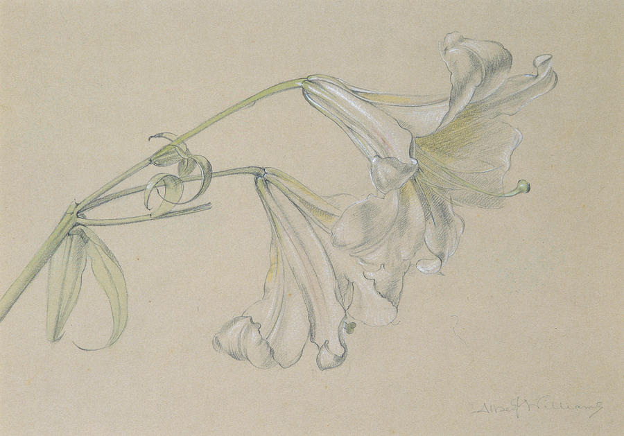 Flower Drawing - Lily by Albert Williams