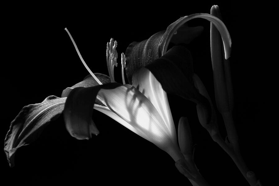 Lily Ambiance monochrome Photograph by Donna Kennedy
