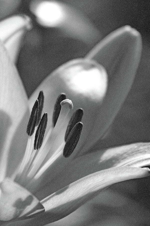 Lily Photograph - Lily - American Cheerleader 24 - BW - Water Paper by Pamela Critchlow