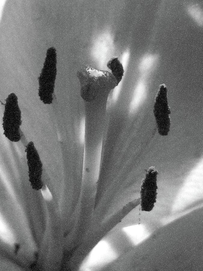Lily - American Cheerleader 28 - BW - Water Paper Photograph by Pamela Critchlow