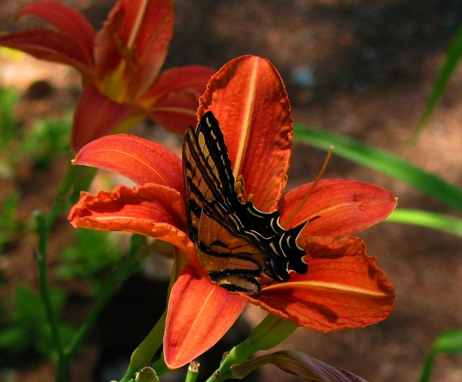Lily and Butterfly Photograph by Susan Lindblom