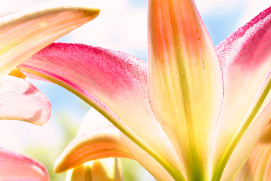 Lily Photograph - Lily and Clouds by Steve Augustin