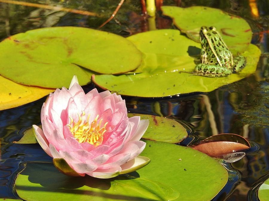 Lily and Frog Photograph by Catherine Egger - Fine Art America