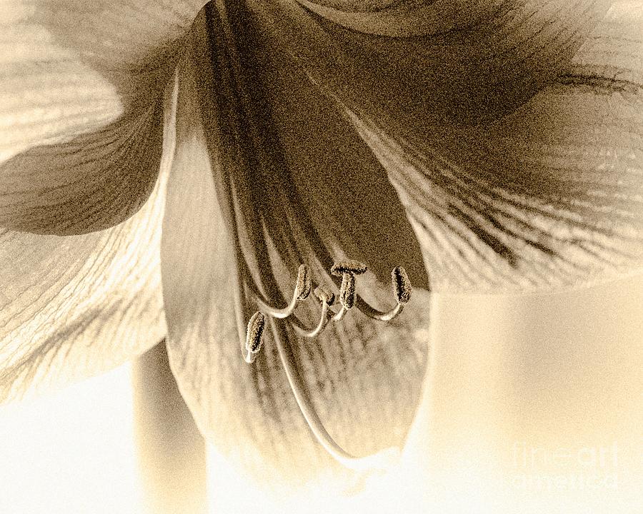 Lily And Pistils Digital Art by Anthony Ellis