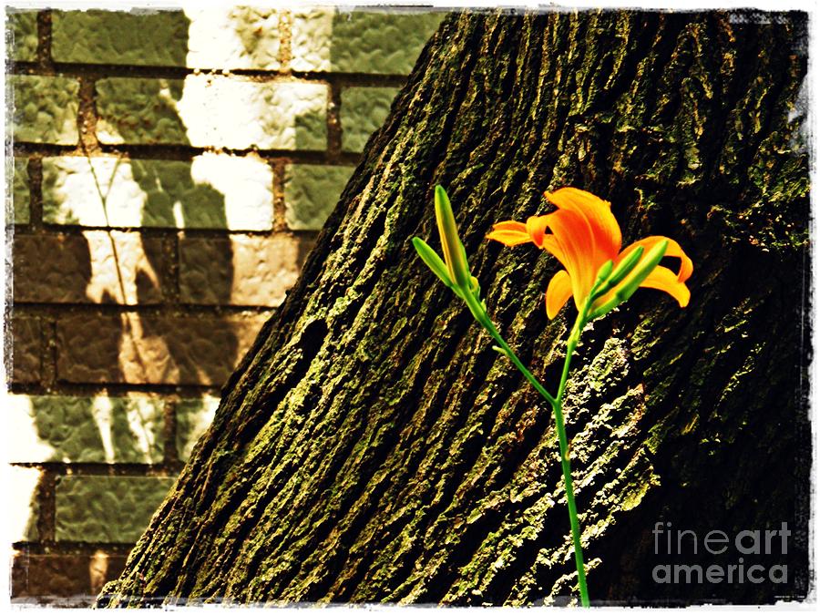 Lily Photograph - Lily and Shadow by Sarah Loft